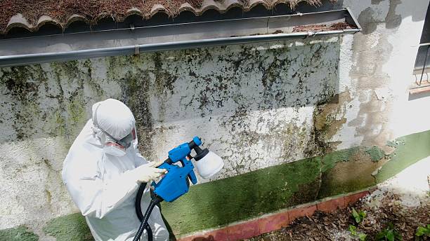Top rated local Mold Remediation specialists in Crystal Beach, FL
